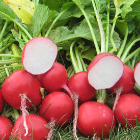 Roxanne, Radish Seeds